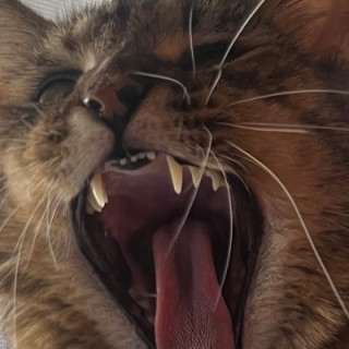 Make It Out Showing Teeth